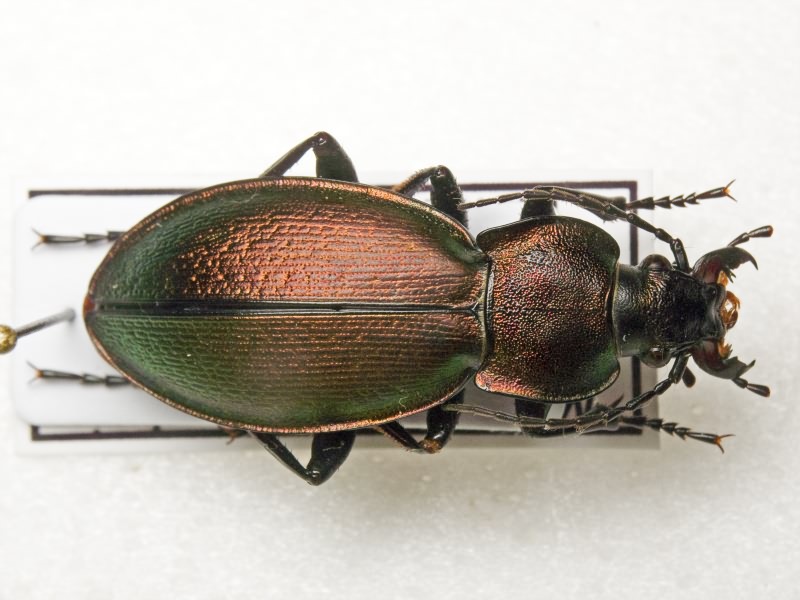 Carabus scheidleri helleri Ganglbauer, 1891